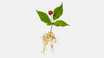 Panax Ginseng